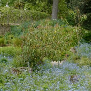 Osmanthus yunnanensis