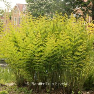 Osmunda regalis