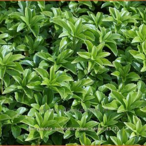 Pachysandra terminalis 'Green Carpet'