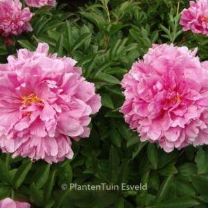 Paeonia 'Mme. Emile Debatene'