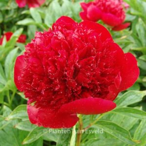 Paeonia 'Red Charm'