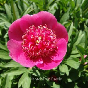 Paeonia officinalis 'Anemoniflora'