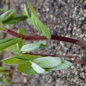 Paeonia suffruticosa 'Kamata nishiki'