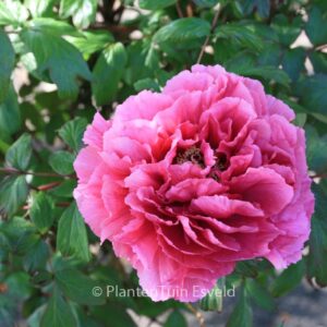 Paeonia suffruticosa (rood)