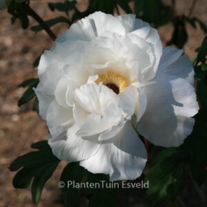 Paeonia suffruticosa (wit)