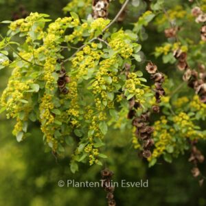 Paliurus spina-christi