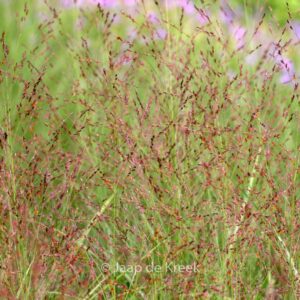 Panicum amarum 'Dewey Blue'
