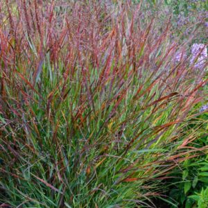 Panicum virgatum 'Cheyenne Sky'