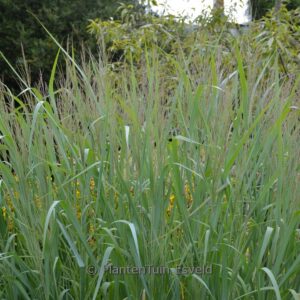 Panicum virgatum 'Dallas Blues'
