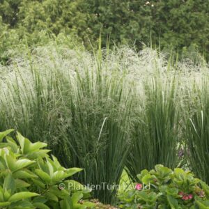 Panicum virgatum 'Northwind'