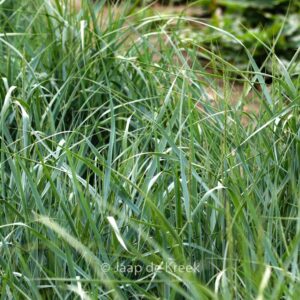 Panicum virgatum 'Prairie Sky'