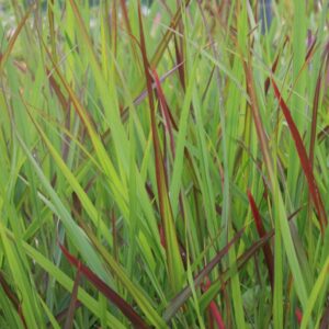 Panicum virgatum 'Squaw'