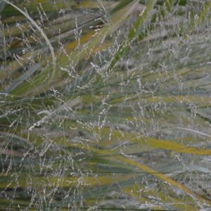 Panicum virgatum 'Thundercloud'