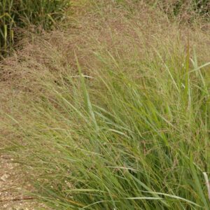 Panicum virgatum 'Warrior'