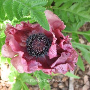 Papaver orientale 'Patty's Plum'