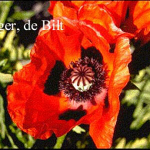Papaver orientale 'Rembrandt'