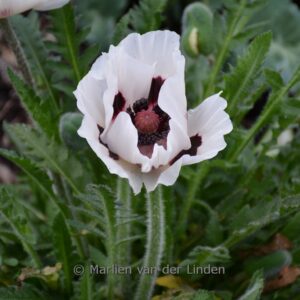 Papaver orientale 'Royal Wedding'
