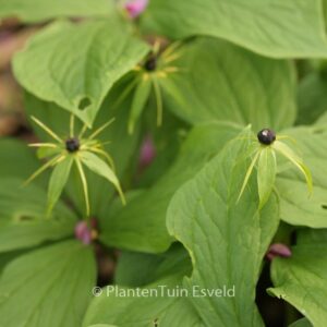 Paris quadrifolia