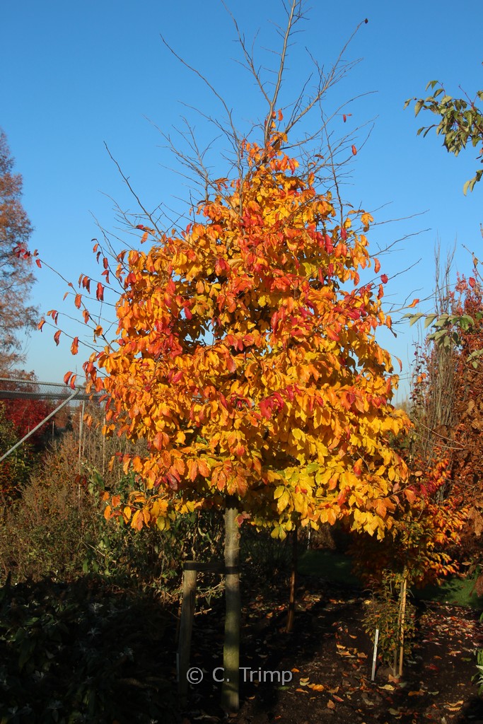 Parrotia persica 'Bella'