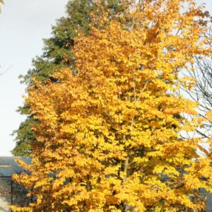 Parrotia persica 'Vanessa'
