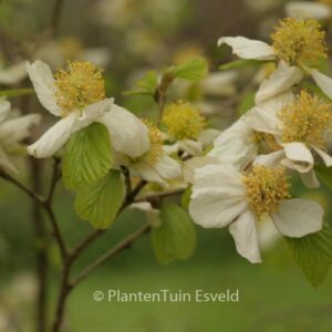Parrotiopsis jacquemontiana
