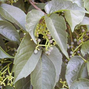 Parthenocissus himalayana 'Rubrifolia'