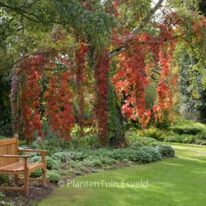 Parthenocissus quinquefolia