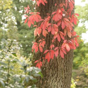 Parthenocissus quinquefolia var. engelmannii