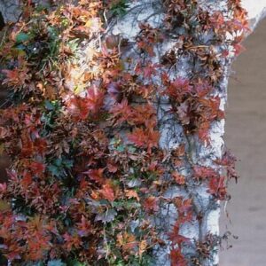 Parthenocissus tricuspidata 'Lowii'