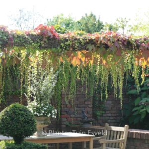 Parthenocissus tricuspidata 'Veitch Boskoop'
