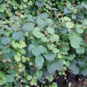 Parthenocissus tricuspidata 'Veitchii Robusta'