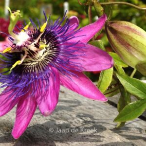Passiflora 'Amethyst'