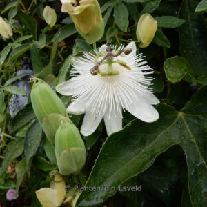 Passiflora 'Constance Elliott'