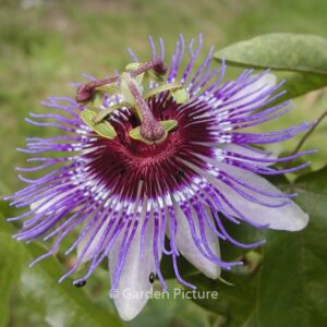 Passiflora 'Purple Haze'