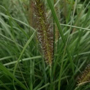 Pennisetum alopecuroides 'Black Alvernee'