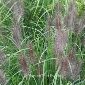 Pennisetum alopecuroides 'Black Beauty'