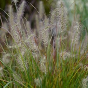 Pennisetum alopecuroides 'Burgundy Bunny'