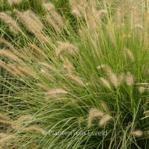 Pennisetum alopecuroides 'Gelbstiel'