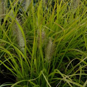 Pennisetum alopecuroides 'Hameln Gold'