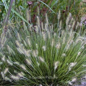 Pennisetum alopecuroides 'Little Bunny'