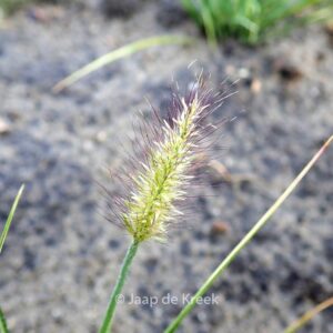 Pennisetum alopecuroides 'Little Honey'