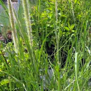 Pennisetum macrourum