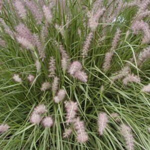 Pennisetum orientale