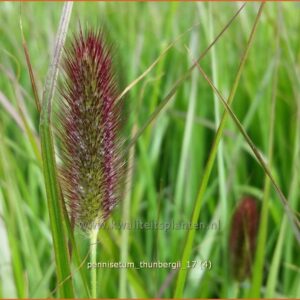 Pennisetum thunbergii