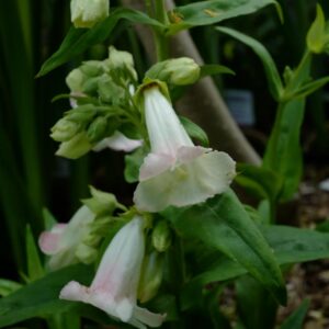 Penstemon 'Apple Blossom'