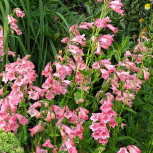Penstemon 'Hidcote Pink'