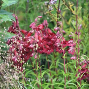 Penstemon 'Rich Ruby'