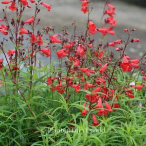Penstemon 'Schoenholzeri'