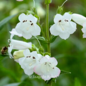 Penstemon 'White Bedder'