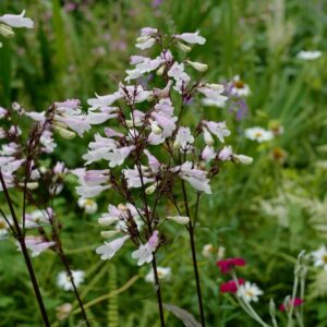 Penstemon digitalis 'Husker Red'